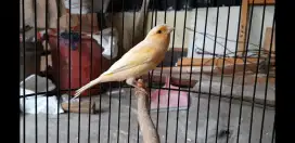 Kenari betina siapan dh ngeleper