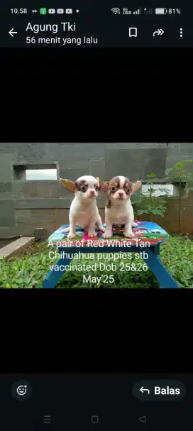 Dijual sepasang chihuahua