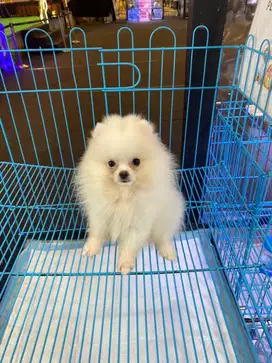 Jual MiniPom Cantik