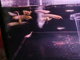 Arwana silver albino