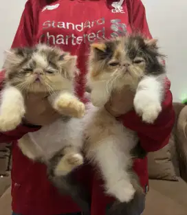 Kiten Pekanose betina