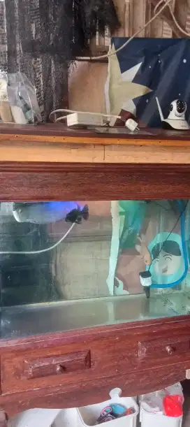 Ikan Arwana silver