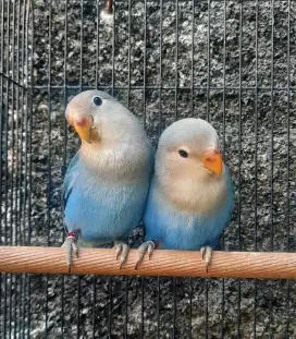 Lovebird sepasang Non Klep Biru Non Opaline bagus ring