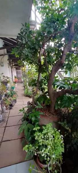 MURAH Rumah dijual di Sayap Buahbatu Regol Batununggal  Turangga