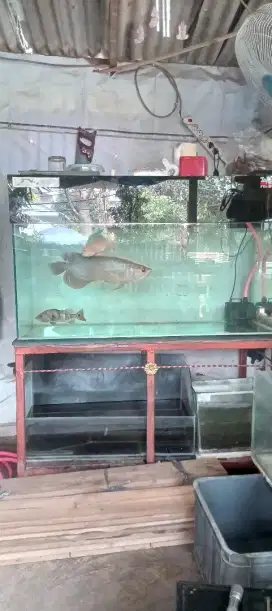 Arowana green pino