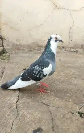 Burung merpati blantong pasangan