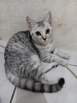 Dijual cepat kucing ras Persia x BSH x Anggora