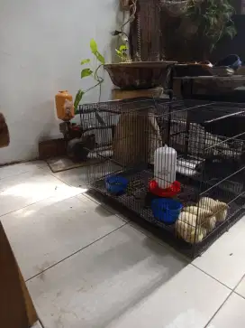 BUTUH KANDANG BURUNG BESI UKURAN 60 X 40 X 40