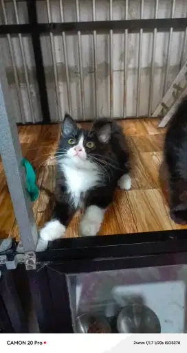 Kitten mix mainecoon