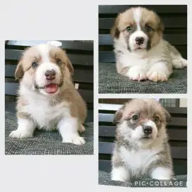 Jual corgi jantan, Betina
