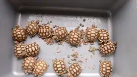 Kura-kura 5 ekor Sulcata baby