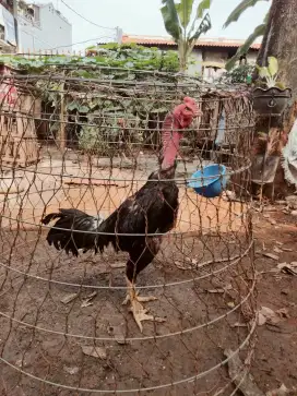 Ayam Bangkok Mangon x ganoi mata kristal