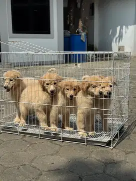 Puppies Golden Retriever