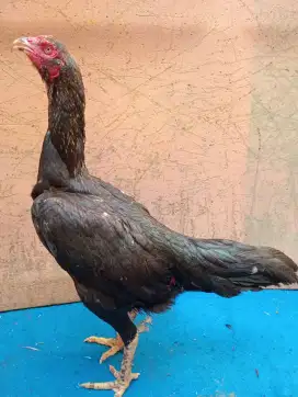 Ayam betina Bangkok big size pukul keras