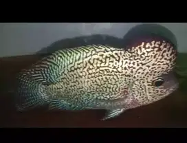 Louhan kamfa f2