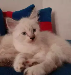 Kucing himalaya 2 bulan jantan