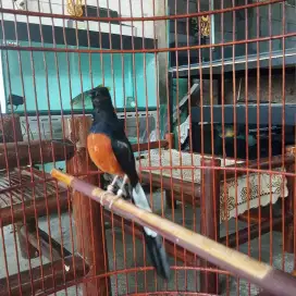 Burung murai batu