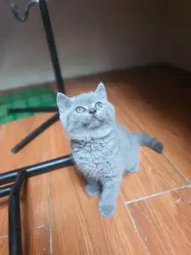 Open Adopsi kitten BSH murni