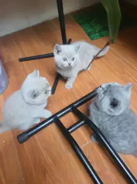 Open Adopsi kitten BSH murni