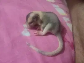 Mosaic ring tail