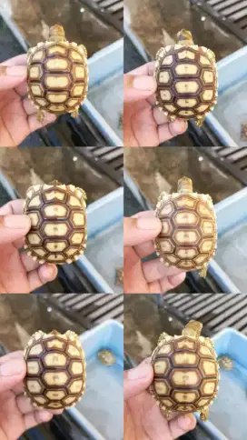 Kura kura darat sulcata 5-6cm bebas pilih