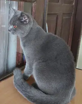 British sort haïr jantan kitten 7 bulan
