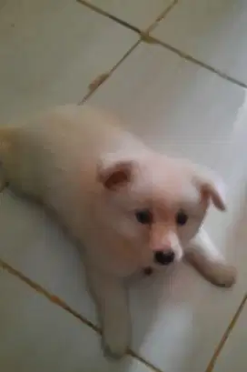 Puppies Pom mix Bichon Jantan