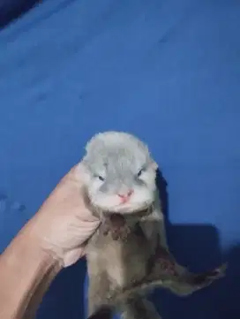 Berang Si oter lucu