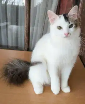 Kitten Persia betina 7 bulan
