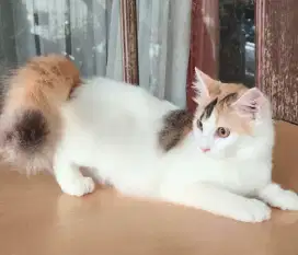 Kitten Persia betina 7 bulan