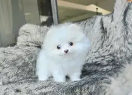 Super mini pom jantan cakep