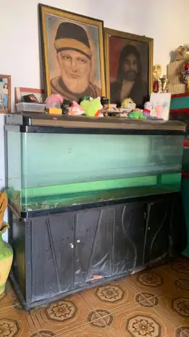 Aquarium arwana