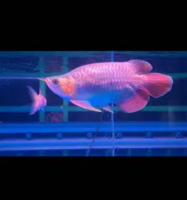 Arwana Super Red Short Body -+26-27CM