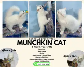 Kucing Kitten Munchkin