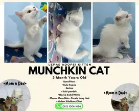 Kucing  ktten munchkin pendek