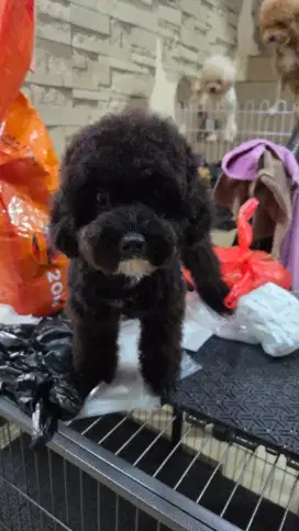 Toy poodle jantan