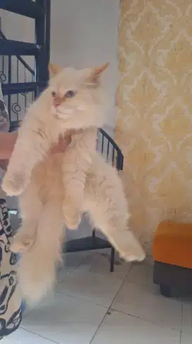 Kucing Persia × Himalaya 4kg