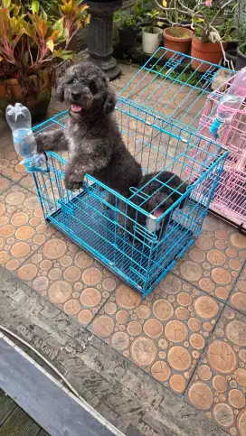 Toy poodle jantan