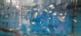 Ikan Lohan kanfa f2