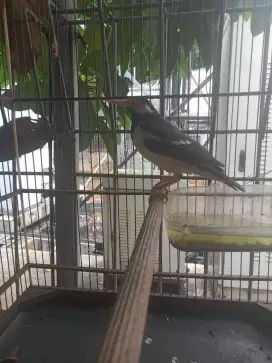 Jalak suren A6 burja