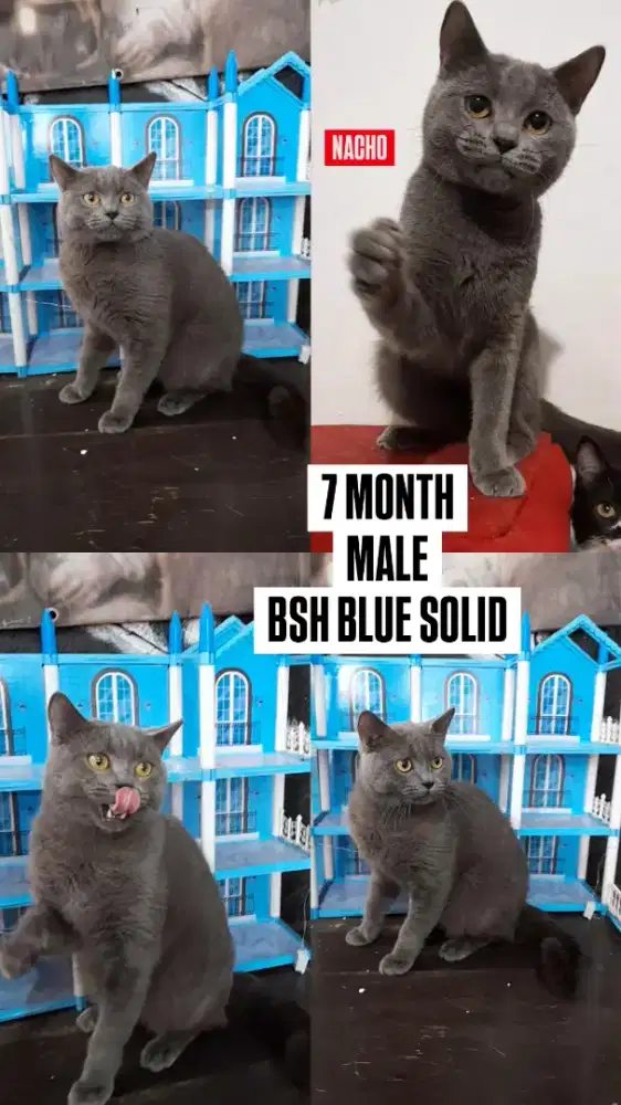 Kucing BSH British Shorthair