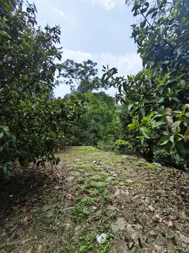 Tanah 2.940m² di Wanayasa, AJB Resmi! Harga Super Nego, Buruan