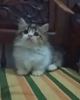 Lepas Adopt Kucing Kitten cebol Munchkin Betina