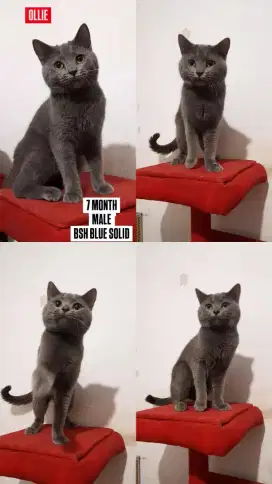 Kucing BSH British Shorthair