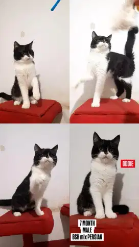 Kucing British Shorthair Mix