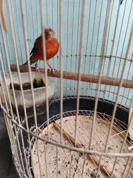 Kenari gacor minusan