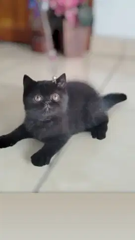 Kucing exotic short hair