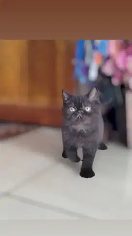 Kucing exotic short hair