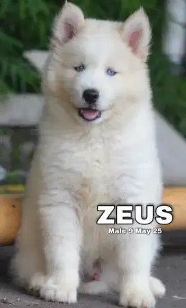 Jual husky jangan white