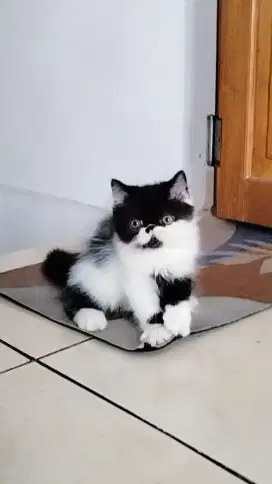 Kucing pesek longhair